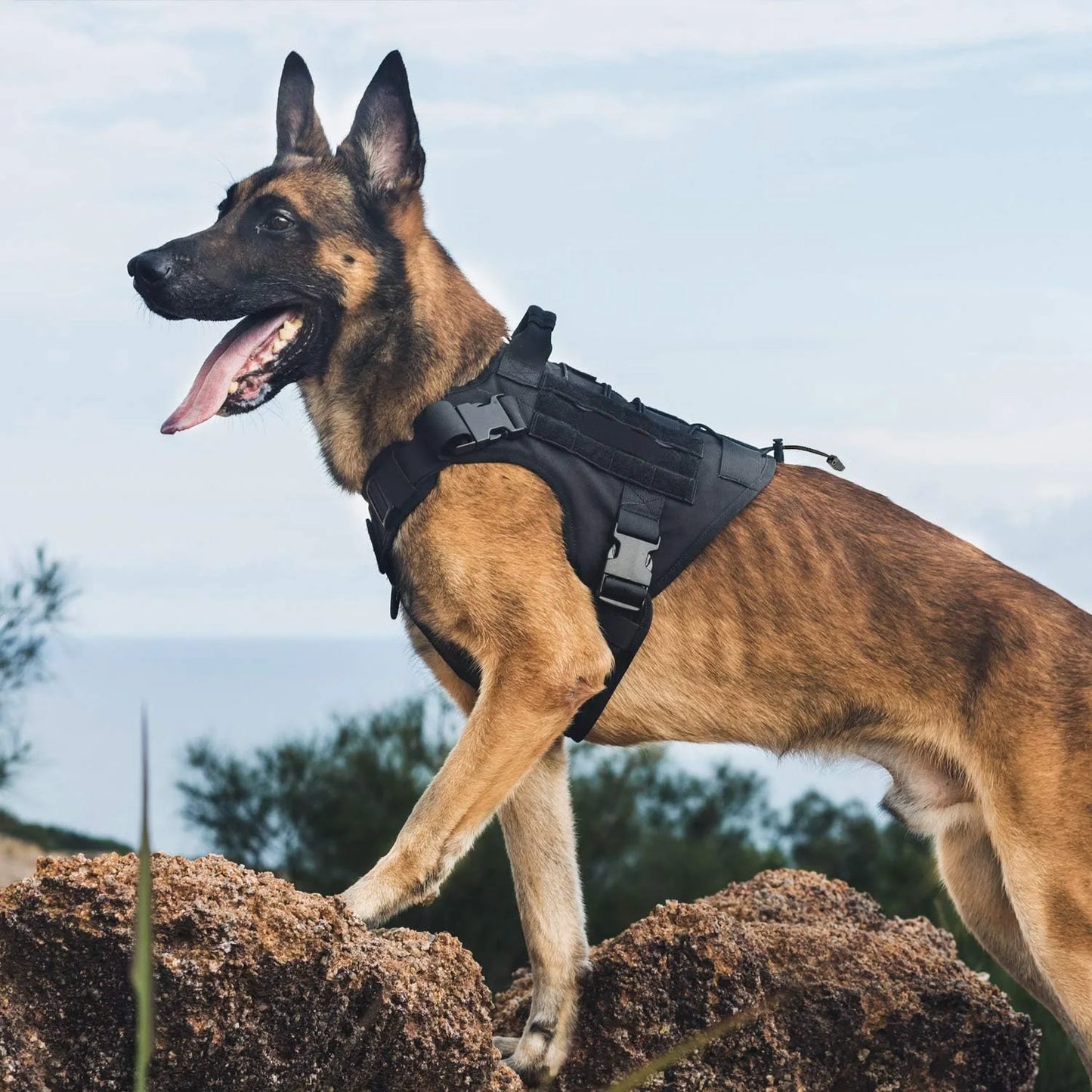 Tactical Dog Harness | No-Pull | Handle | Hook & Loop Panels | Sizes S–XL