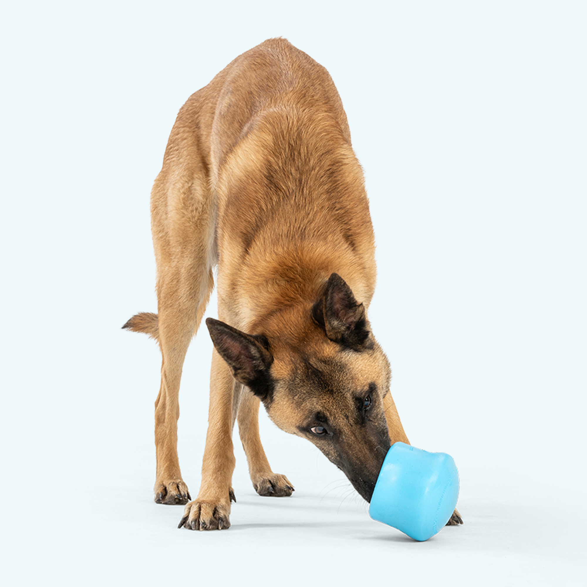 Toppl Durable Dog Puzzle Toy & Slow Feeder