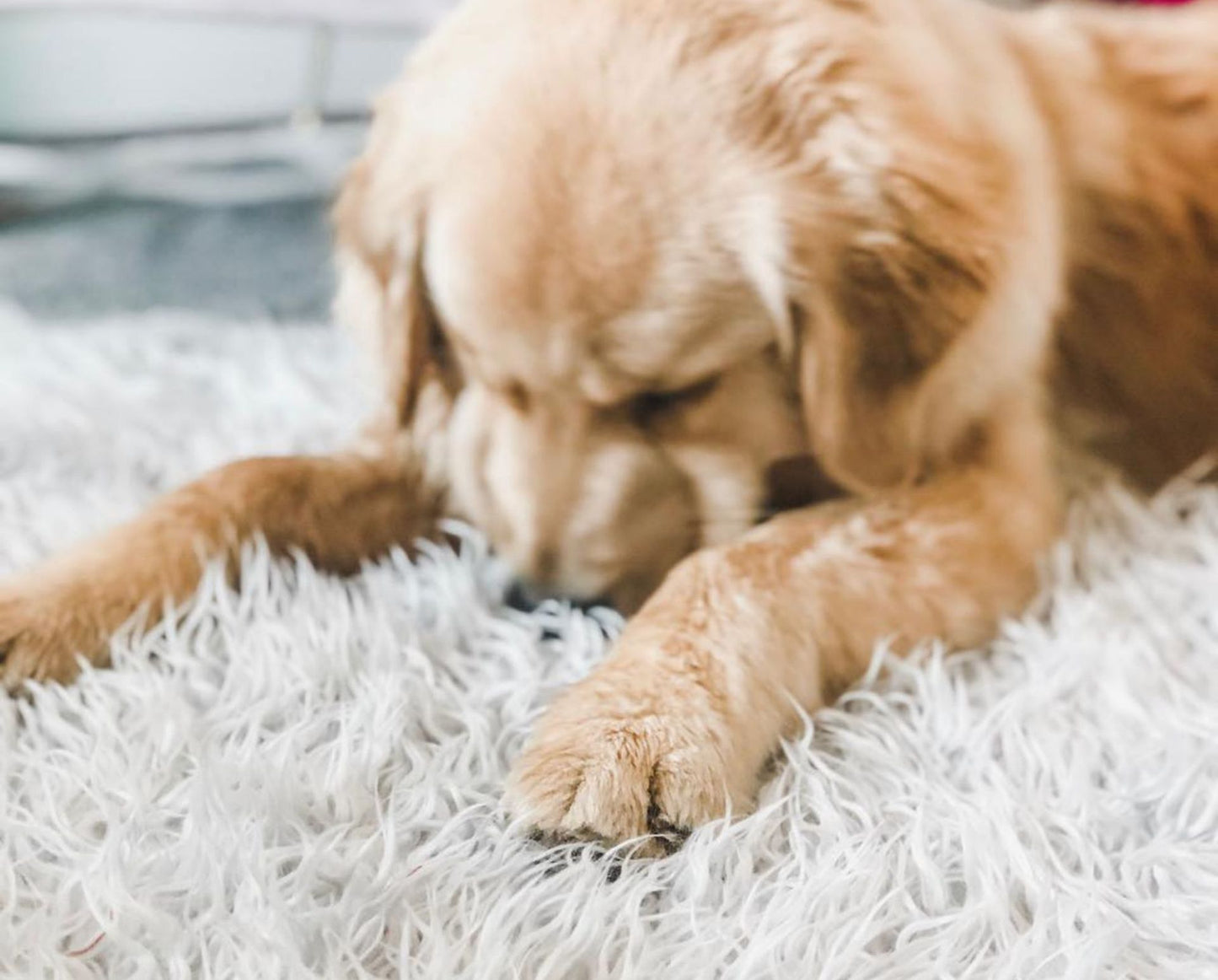 Faux Fur Orthopedic Dog Bed for Support